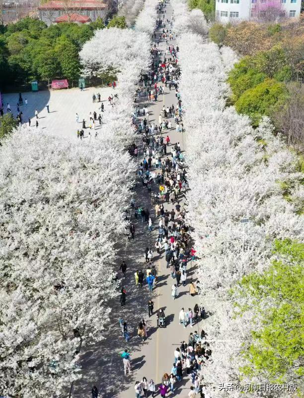 许昌学院樱花节图片