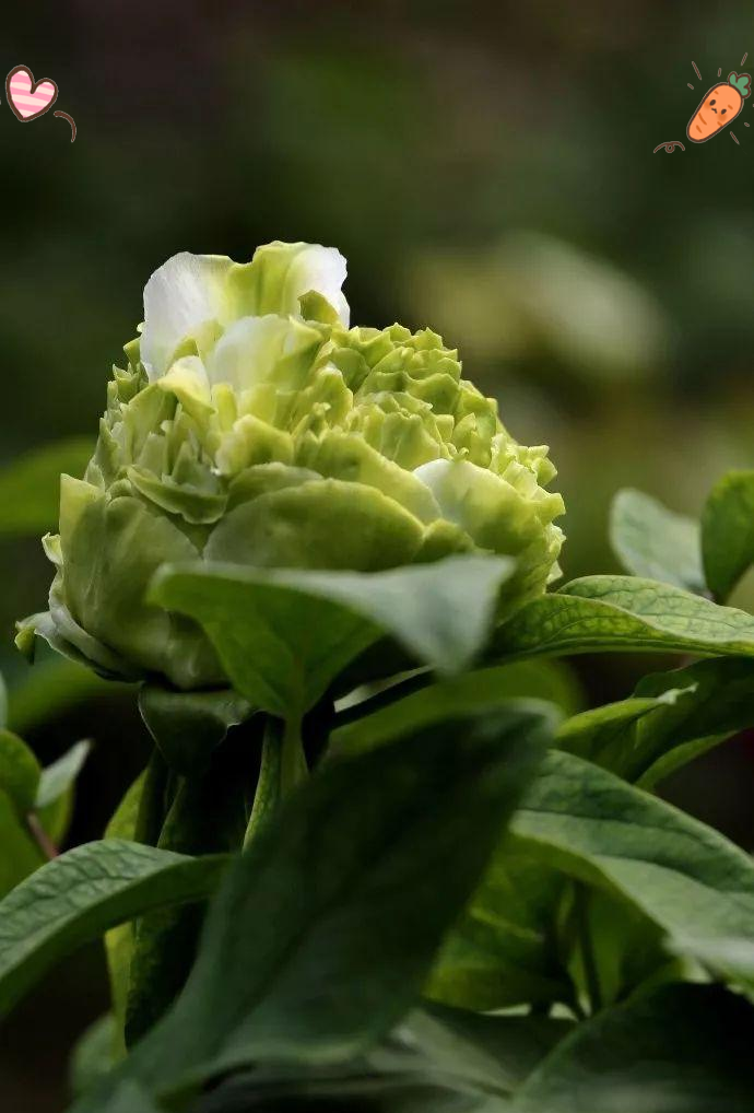 豆绿牡丹的传说与种植技巧,探索绿色珍品