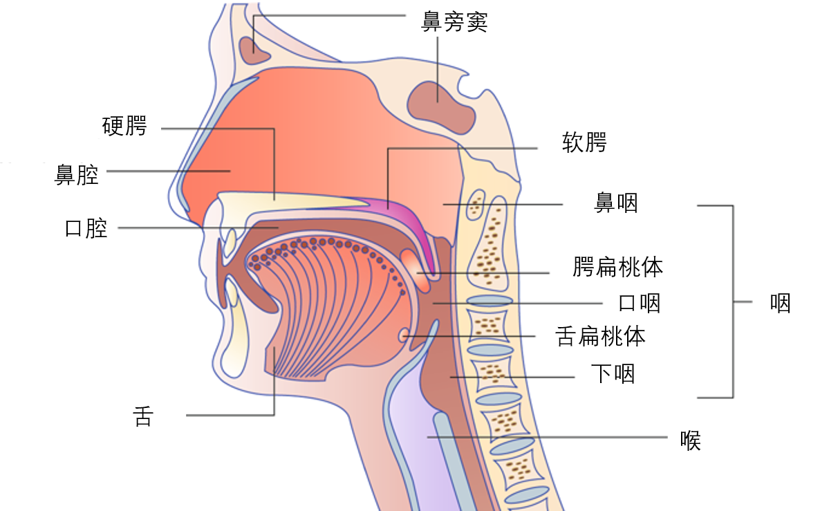 电影中最终打败叶问的到底是谁?竟是头颈癌