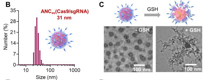 河南大学师冰洋团队开发新型纳米胶囊,突破血脑屏障,高效编辑脑肿瘤