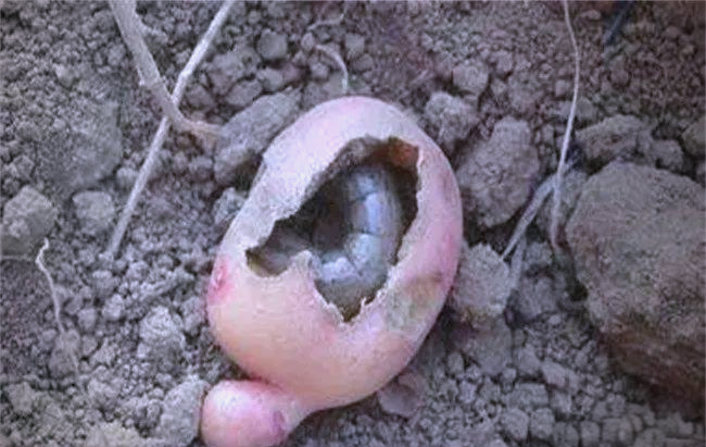 马铃薯地老虎危害的有效防治方法