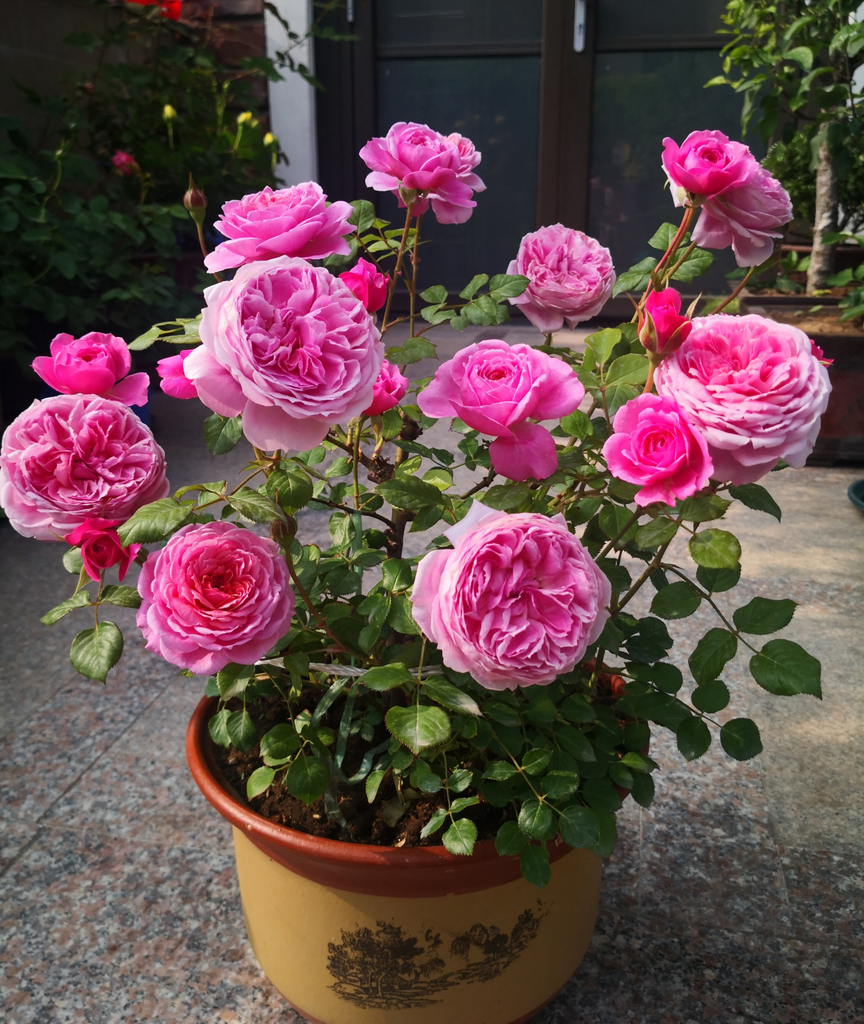 阳台党爱养的盆栽花—铃之妖精,又美又仙,浓香四溢,月月能赏花