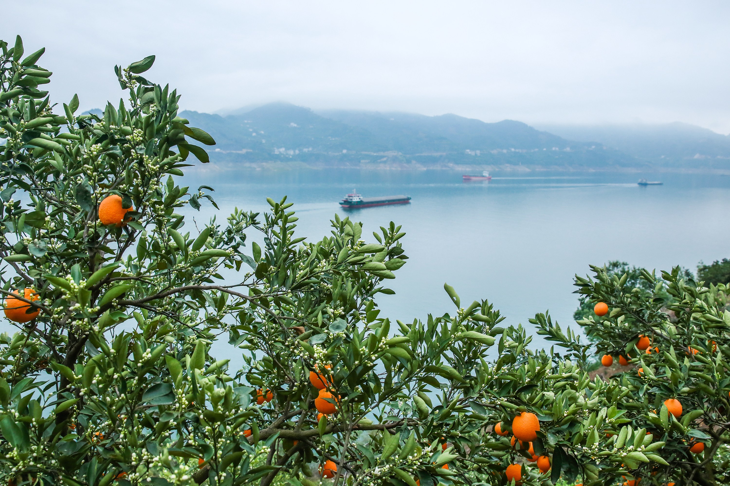(环境)花果同树映峡江