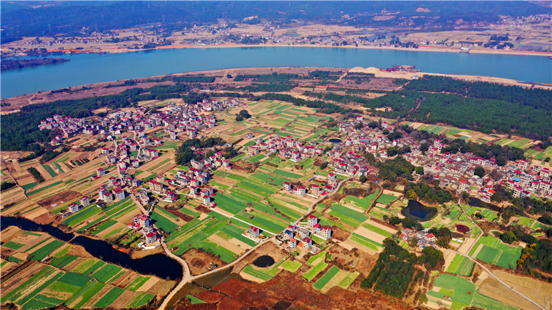 吉安市泰和县塘洲镇洲头村:返青吐绿的油菜与红顶农房相互映衬