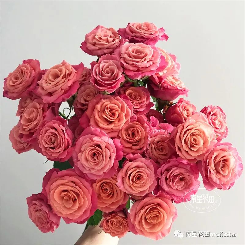 茜茜公主多头玫瑰 · 明媚珊瑚粉