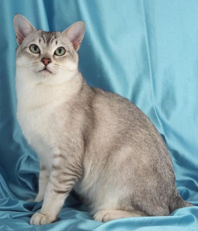 可爱的斑纹优美波米拉猫喜欢的猫砂盆