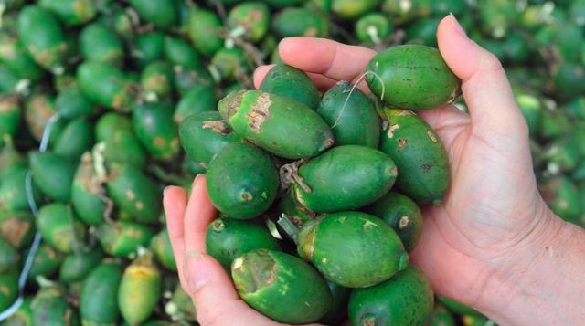 越南人的槟榔情结:嚼槟榔是故事的开端