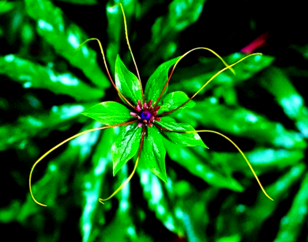 重楼:一味多功能的传统中药材