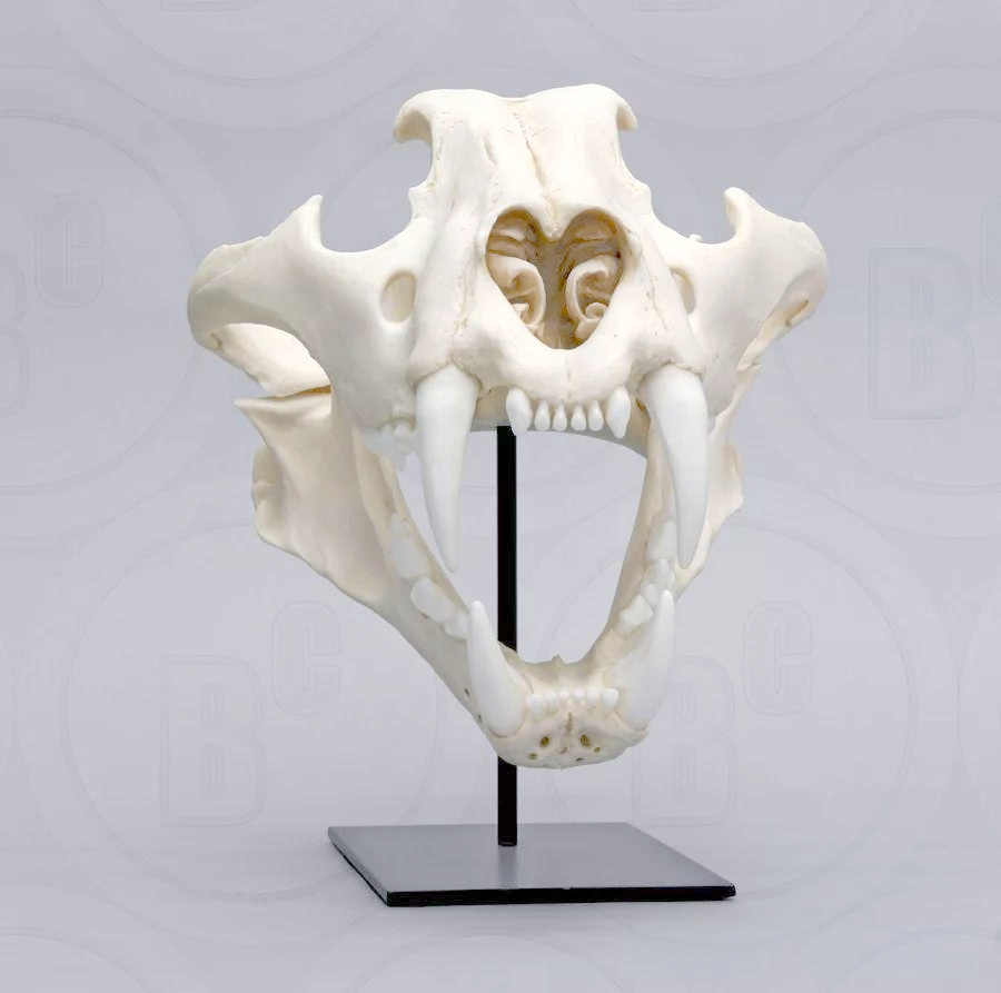 多种猫科动物头骨特征对比