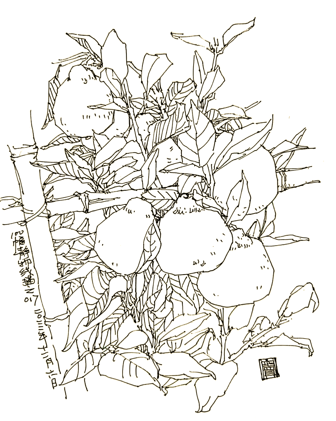 100幅钢笔画静物,让生活更美好