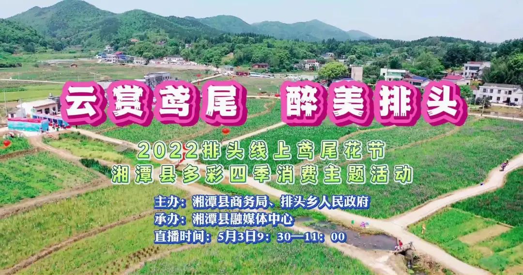 鸢尾栽种时间