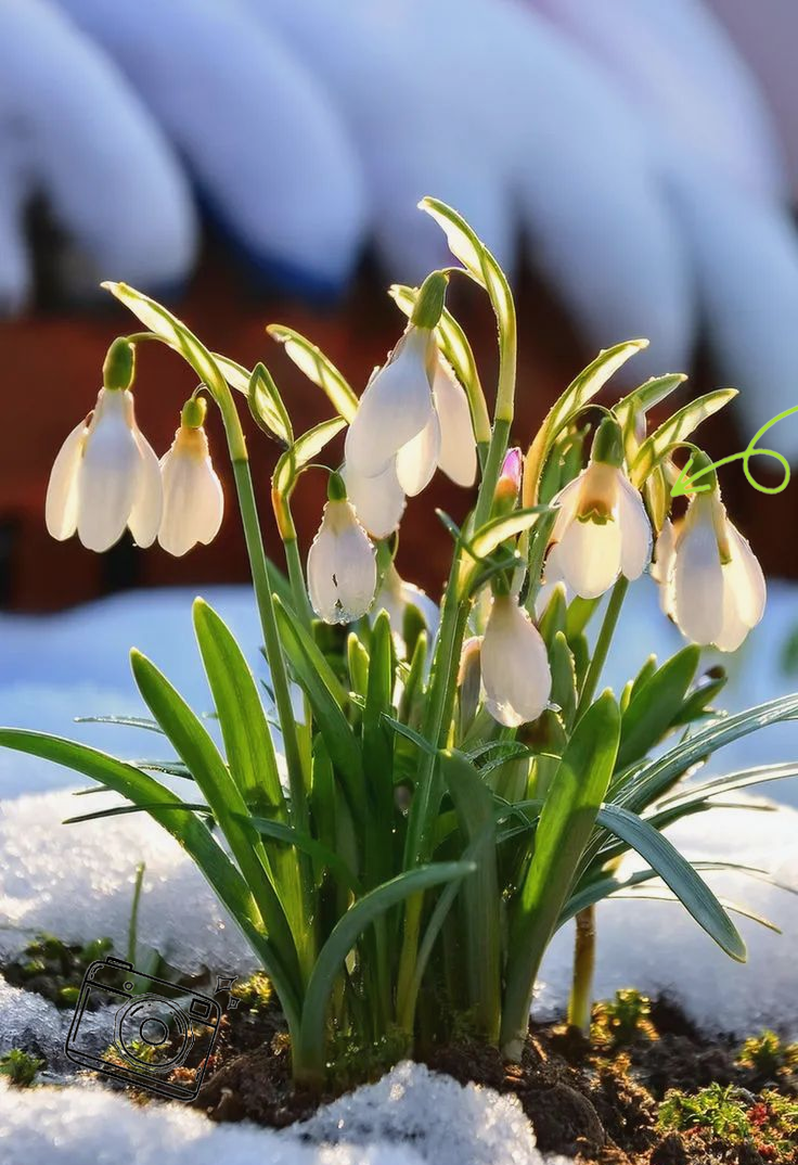多种耐寒花卉,让你的庭院在冬天焕发活力!