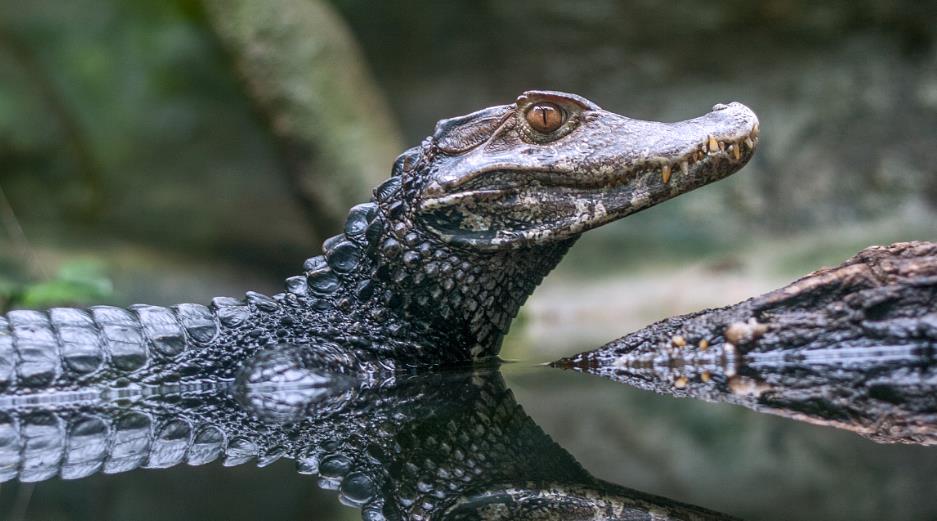 鳄鱼袭击电鳗,却被860v电压电到全身抽搐,谁才是亚马逊终极杀手