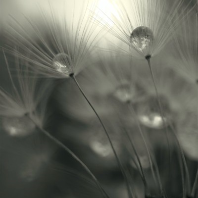 头像|白色轻盈的蒲公英的微信头像图片 第225期