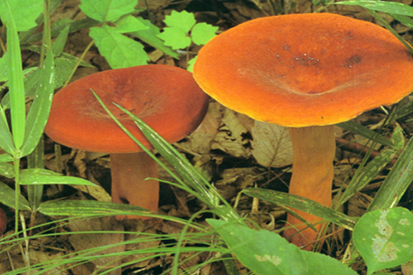 奶浆菌几月份生长