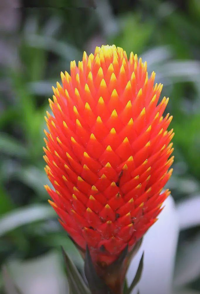 凤梨花养殖全攻略:掌握这些技巧,轻松培育出美丽的凤梨花!