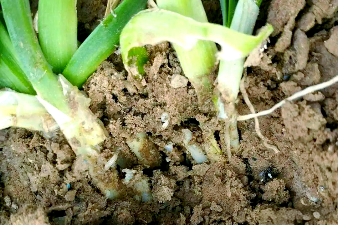 韭菜根蛆防治妙招,用塑料膜轻松解决