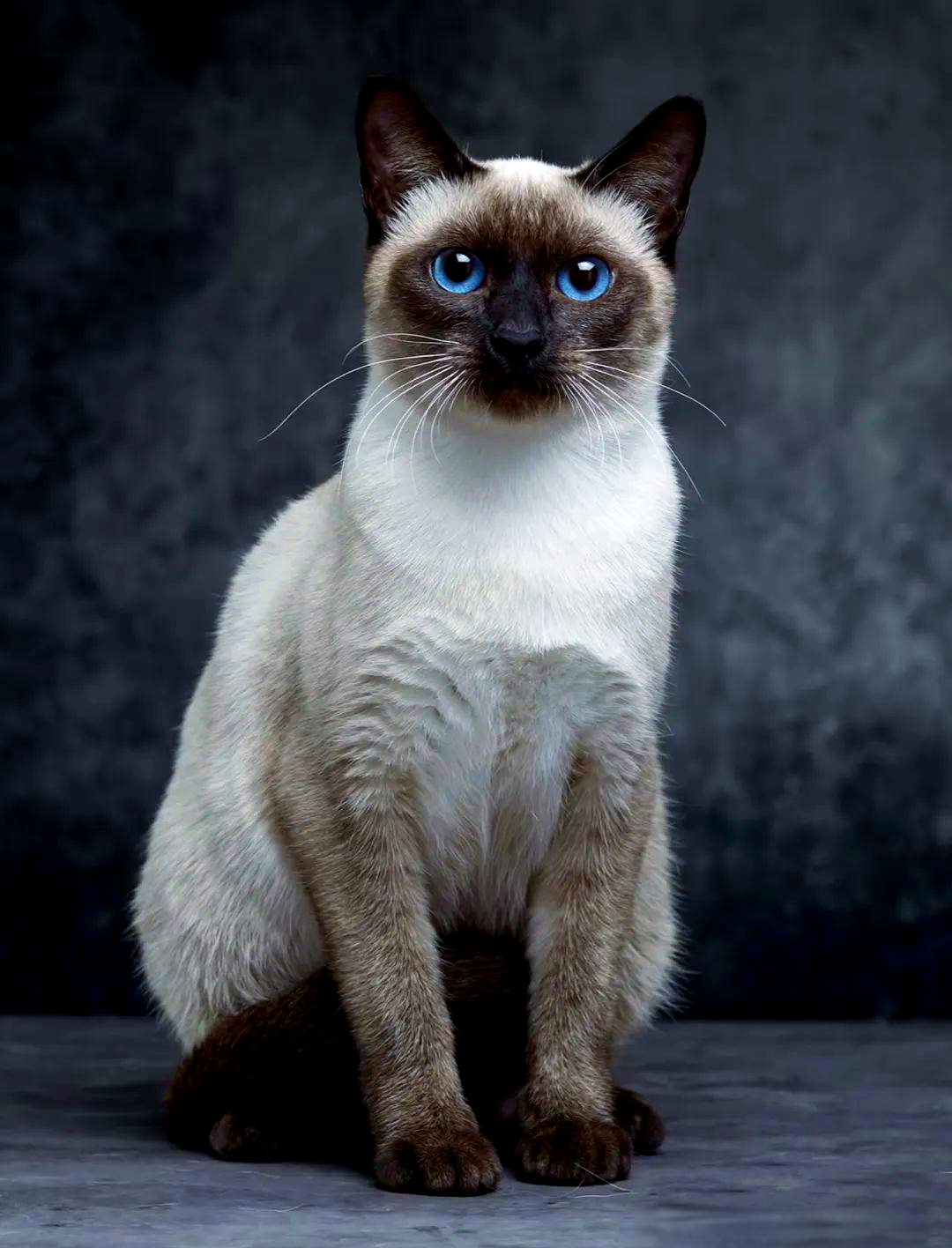 探索暹罗猫的多样品种与特征