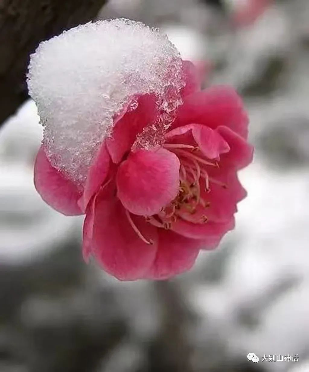 傲雪寒梅独自开图片图片