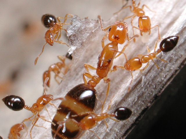 阿木说|家里有蚂蚁,这几天一定要看完