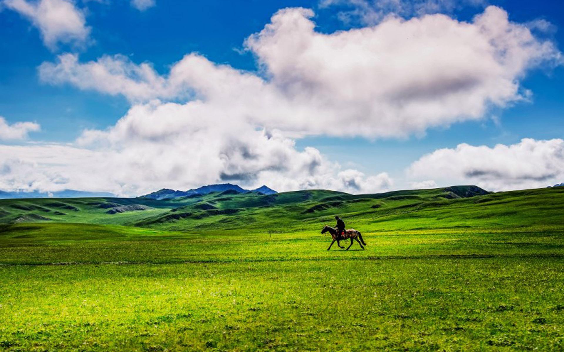 青青草原像什么