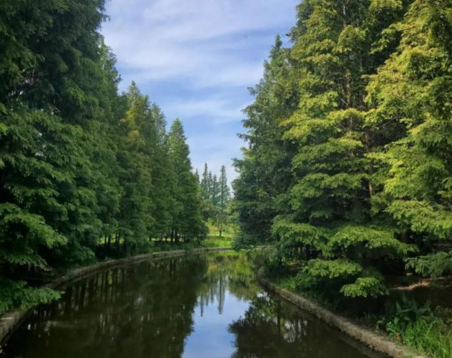 上海景点推荐,上海滨海森林公园 低音号语音导游