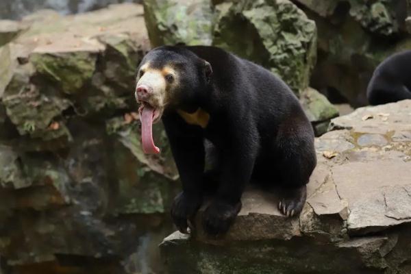 动物园黑熊被质疑是"人假扮"?最新回应