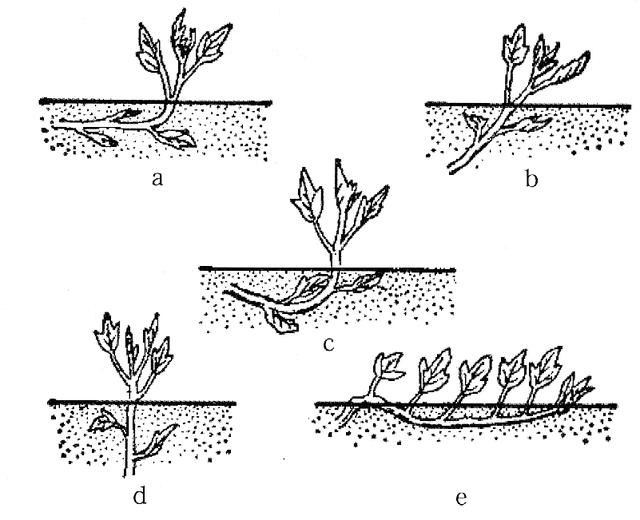 甘薯种植 - 2020年最新商品信息聚合专区 - 百度爱采购