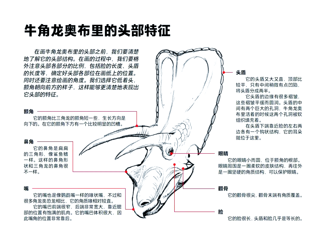 探索牛角龙头部的奥秘