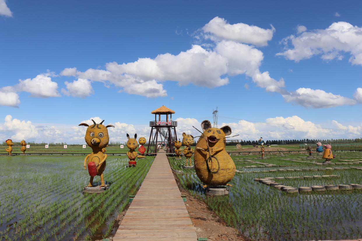 黑河爱辉区:百亩稻田公园开园啦!