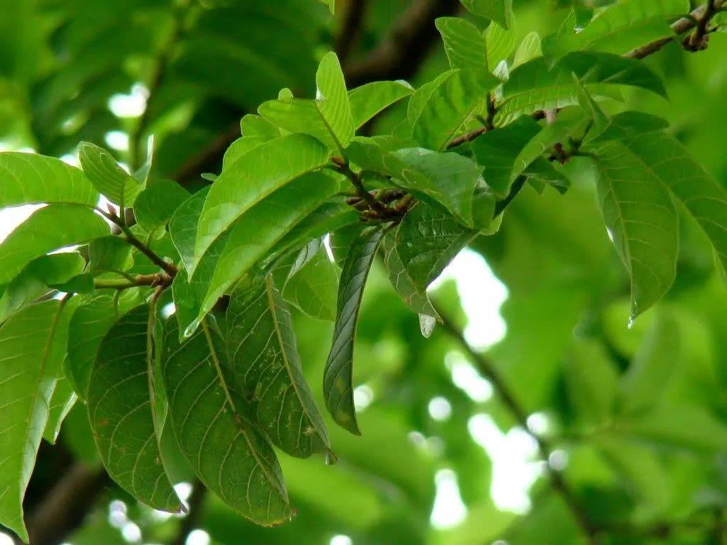 见血封喉,不仅是武林中的绝学,也是世界上最毒的树木