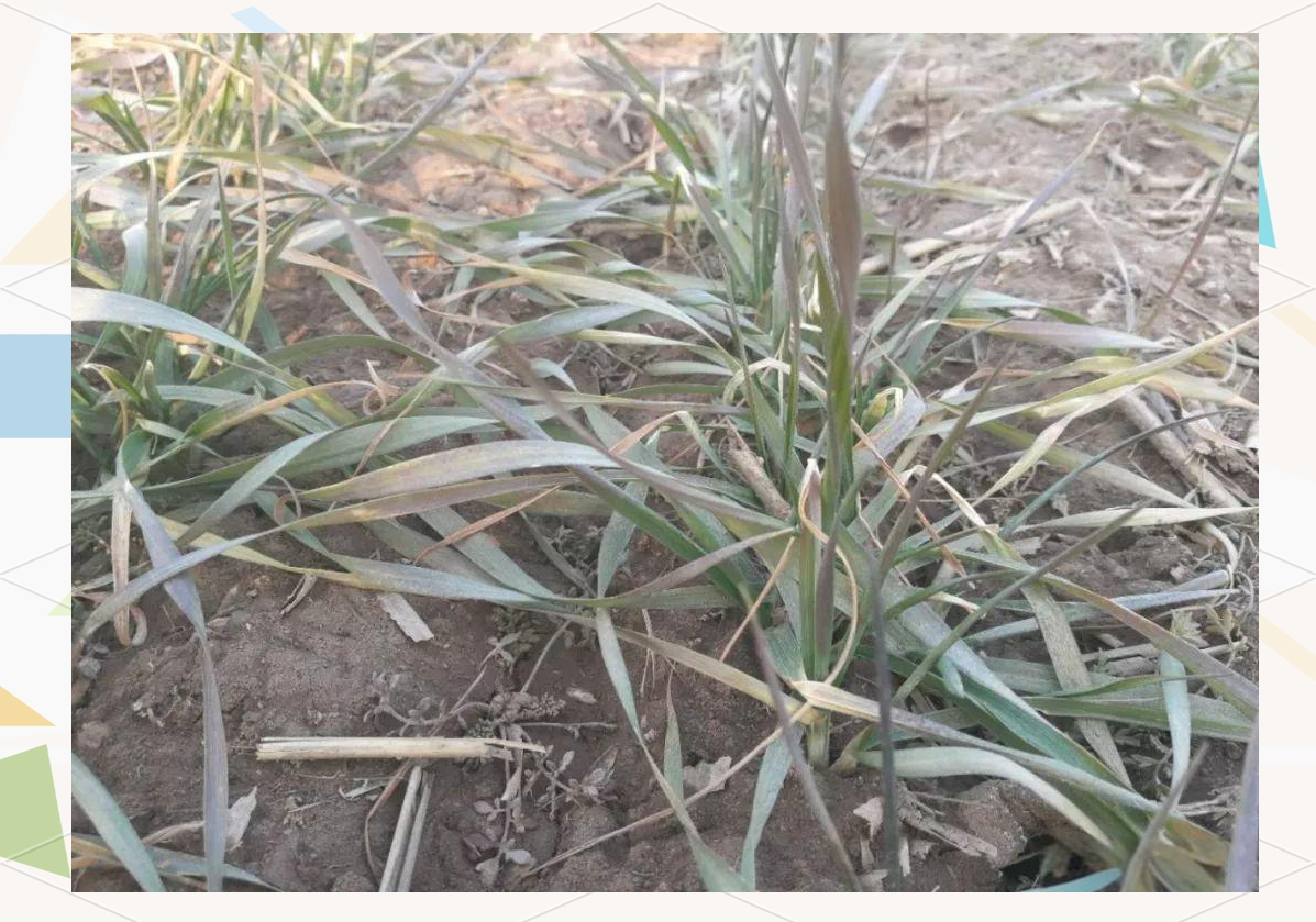 4,缺素现象当土壤中磷元素严重不足时,小麦的叶片会呈现暗绿或发红的