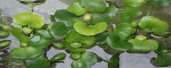 怎样养殖水葫芦 水葫芦养殖好处与害处