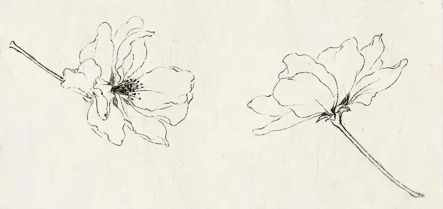 适合初学者的工笔海棠花步骤图,一目了然