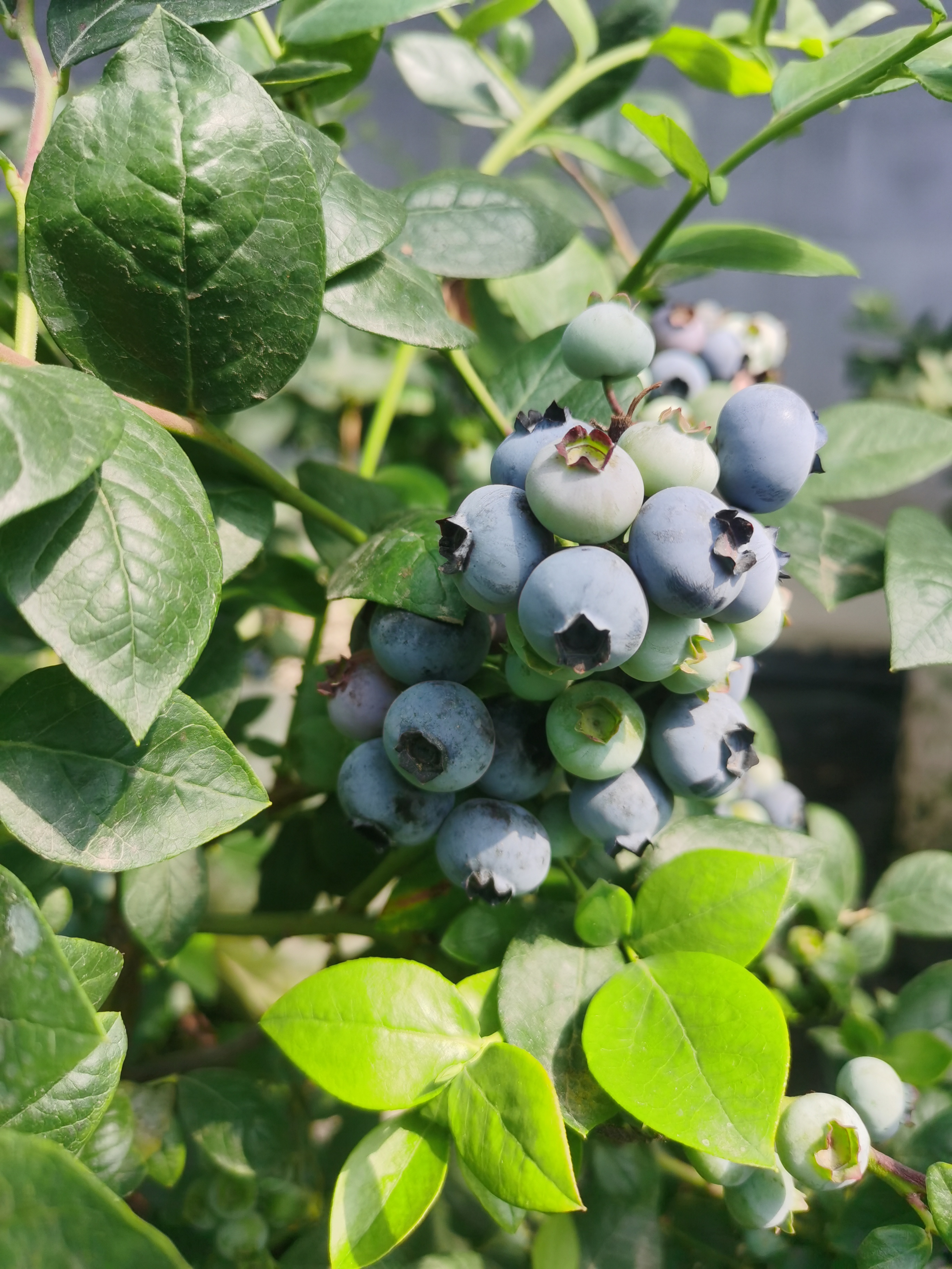 2-3年生法新蓝莓苗的施肥管理技术