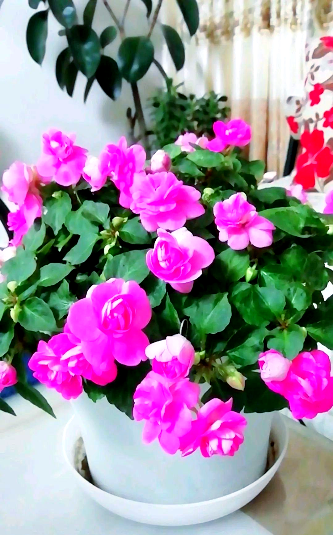 阳台盆栽新选择:水梅花,美观且花期长,常年有花开