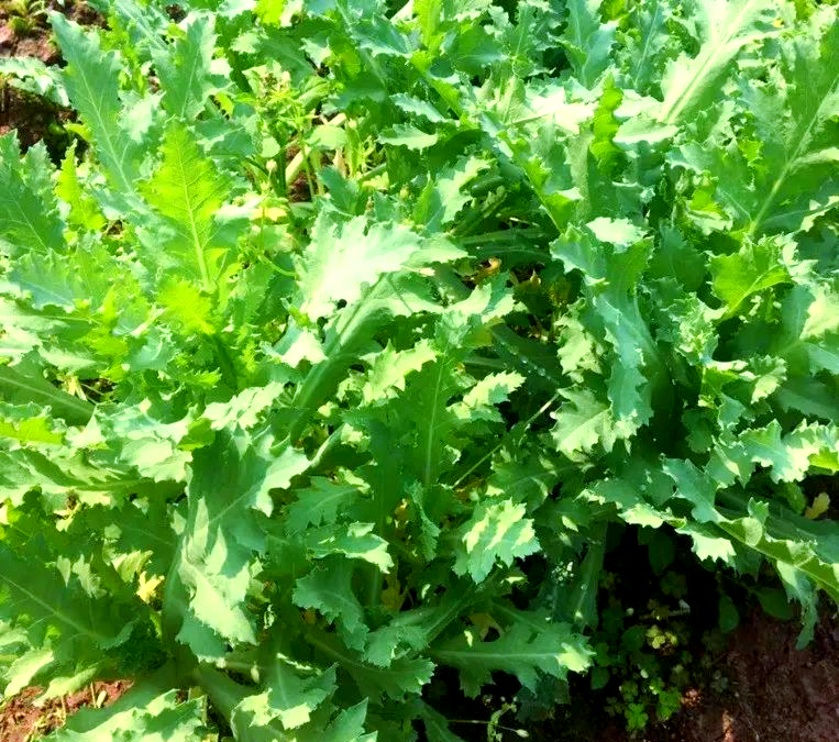 贡菜与莴笋的区别及如何分辨幼苗期的罂粟