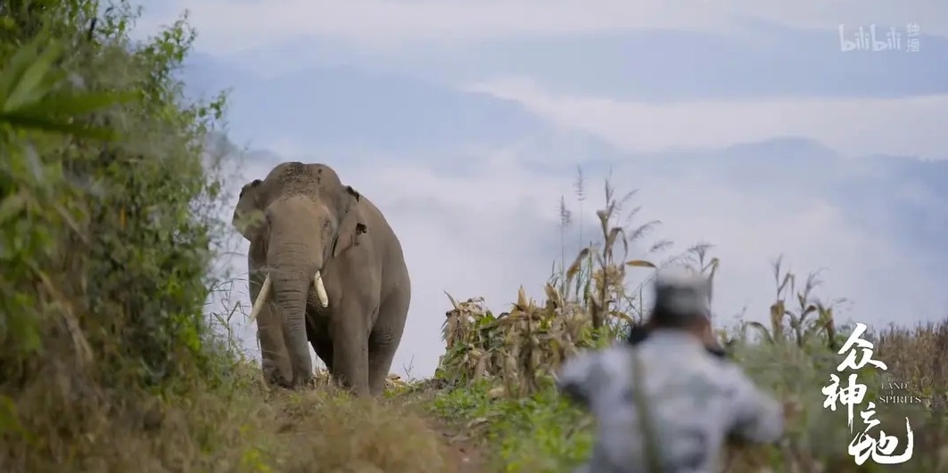 "年度最佳国产自然纪录片之一",《众神之地》在汉讲述动物的"神"与"灵