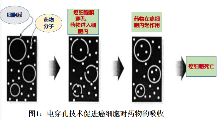 基因改造项目2(2):电穿孔技术的应用