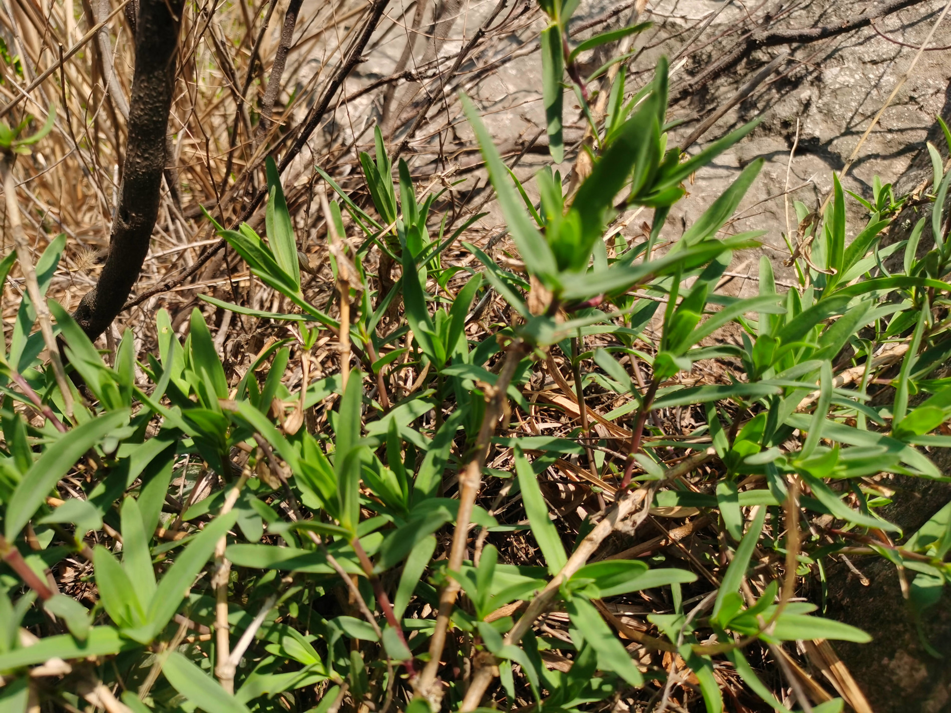 组图:在海阳乡村拍到一大片"山苜楂",学名"长蕊石头花"
