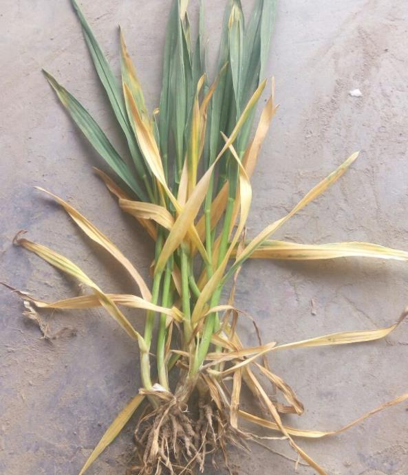 小麦纹枯病来势汹汹,防治就用高收小麦增产套餐