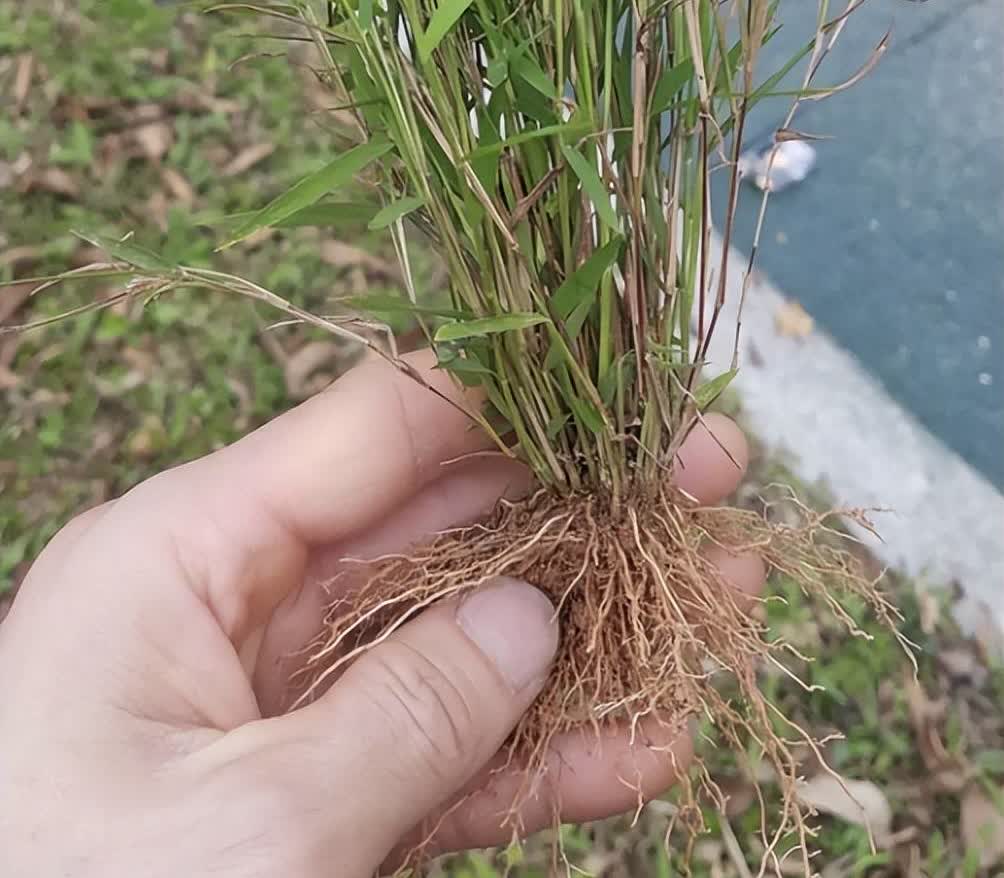 金丝草,围墙边的宝,祖先赞之,壮阳之谓