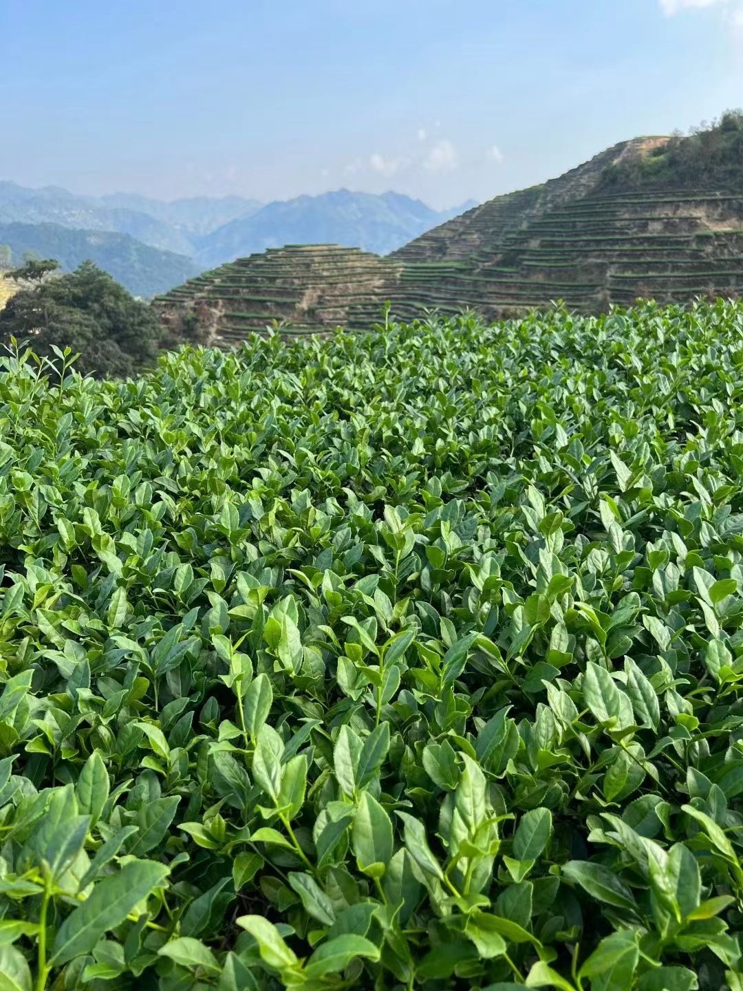 寒露铁观音,最抚正已心