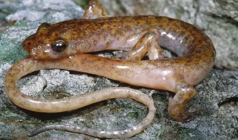 12年交配一次,将近五个月产卵,号称"龙的幼崽"