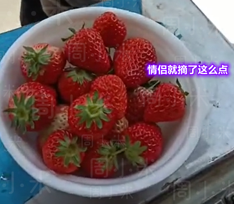 安徽一对情侣去摘草莓,吃了1小时才出来,老板险些被气哭