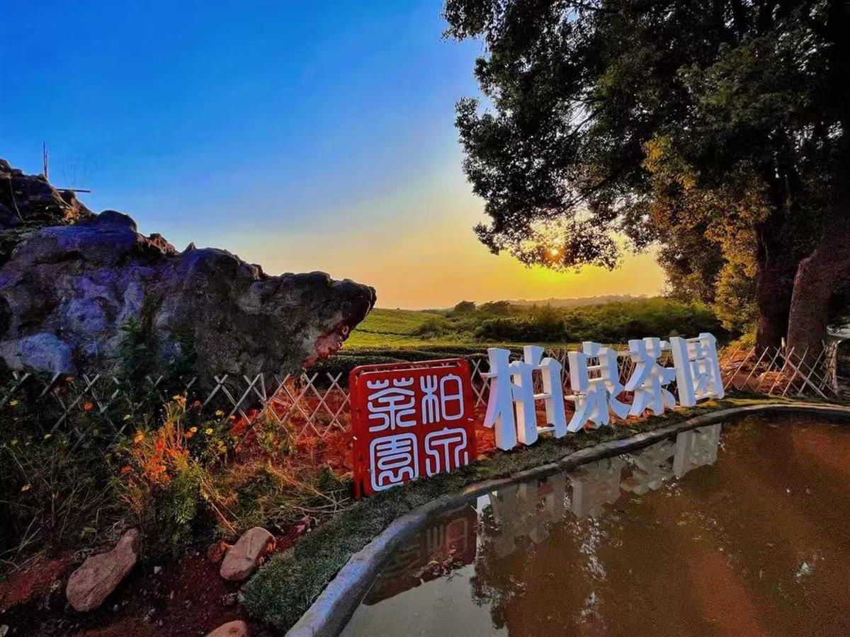 走读武汉首站走进柏泉茶园感受春天第一抹新绿