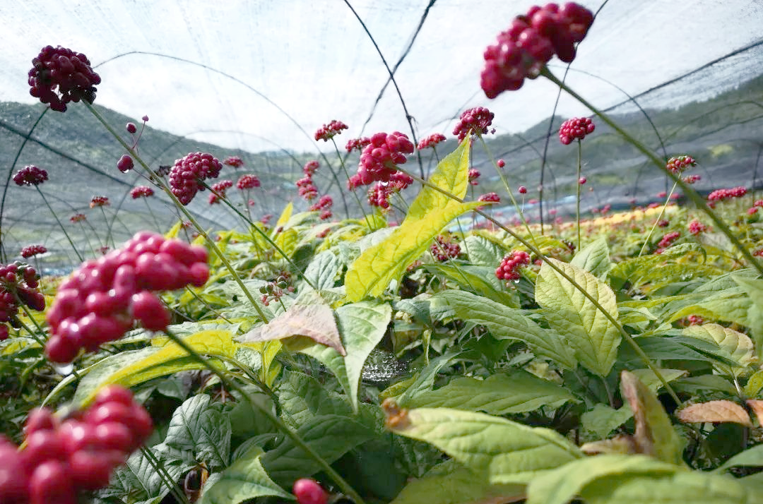 红参种植指南:从市场需求到技术突破的全面解析