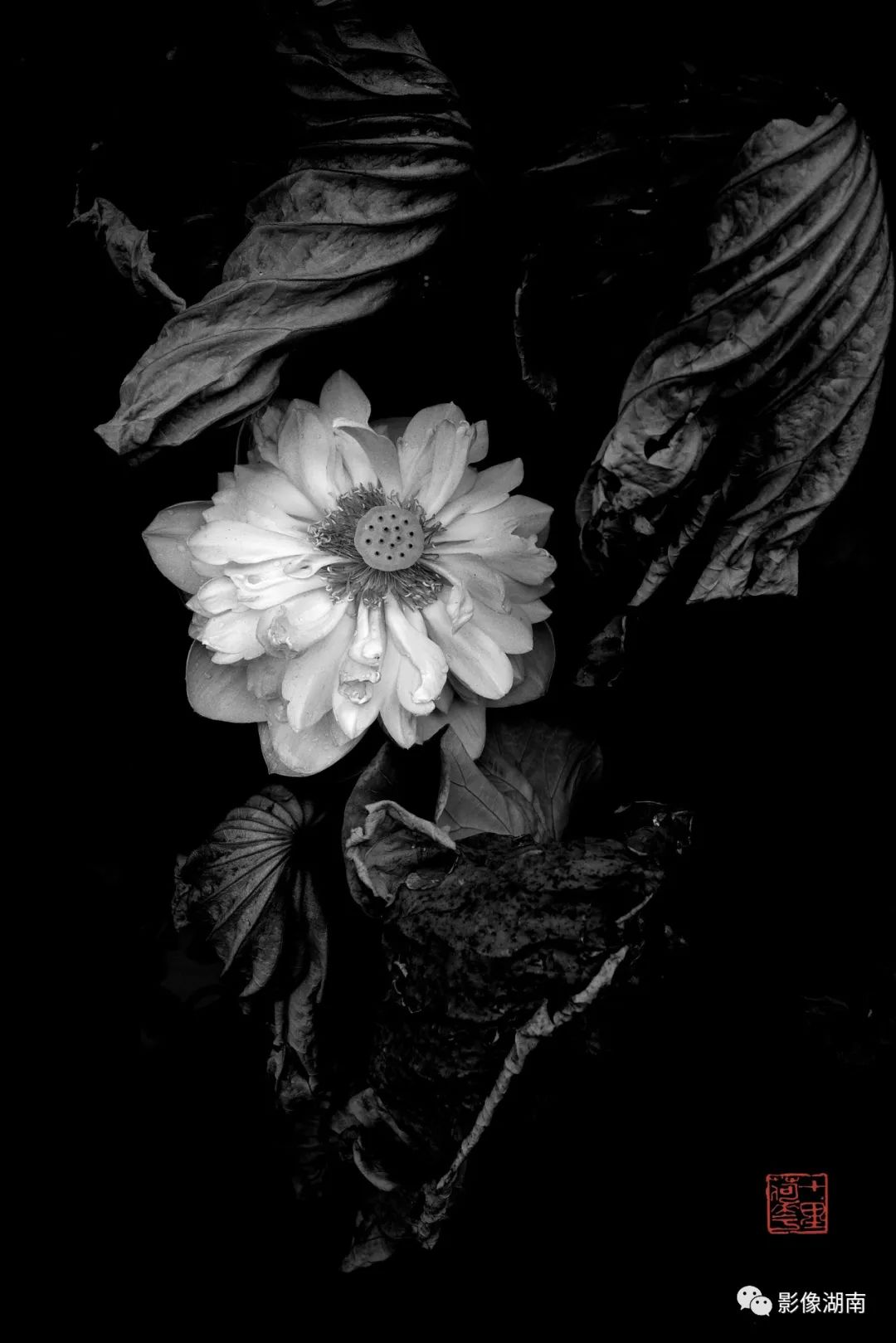 一组高对比黑白荷花图片:微妙的光影,优美的线条,充满质感