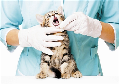 宠物医疗收费有点"任性"