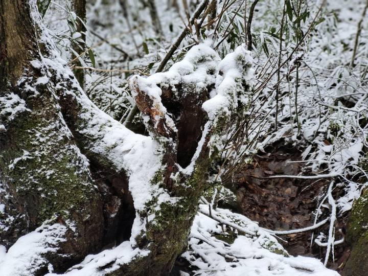 11月29日晚,天目山景区下雪了,一起来看各地雪景吧(四)